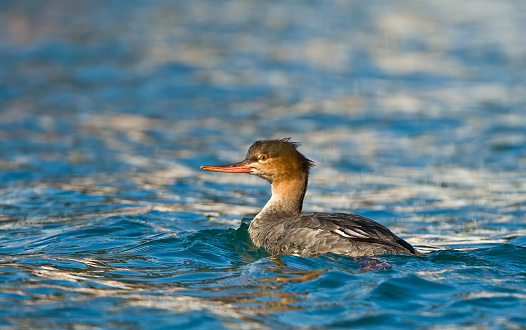 Red-beasted Merganser, Mergus serrator, (nonbreeding), Morro Bay, Morro Bay State Park, Anseriformes, Anatidae. Swimming.