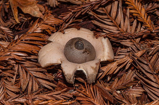 Sessile Earthstar Mushroom, Geastrum saccatum. Butano State Park, California, Redwoods,