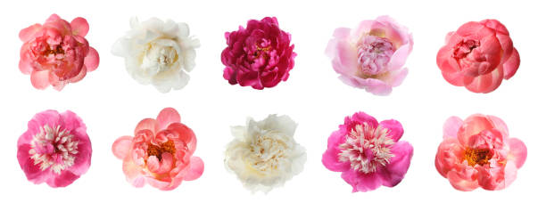 istock Set of different beautiful peony flowers on white background. Banner design 1384613112