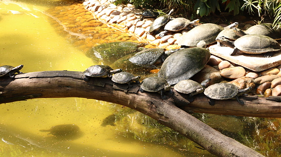 A row of turtles above a tree resting in a park in São Paulo - Brazil.