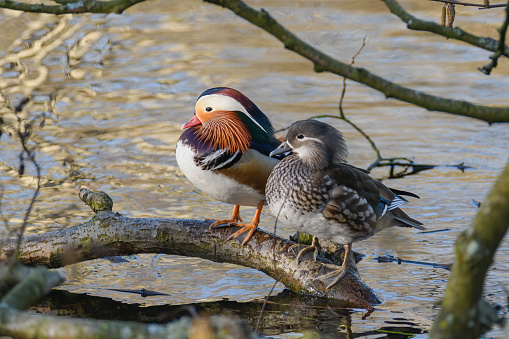 The mandarin duck is one of the most spectacular representatives of the fauna. A pair of mandarin ducks on a bough that has fallen into the water.