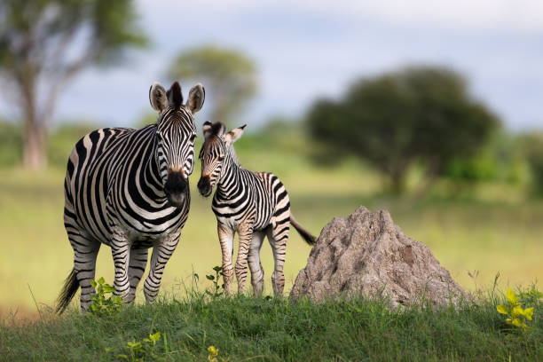 istock Zebra Fowl with Mother 1384618524