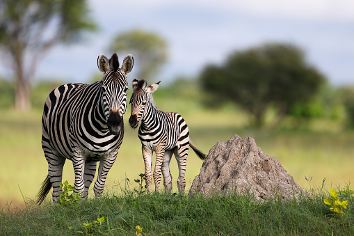 baby zebra standing next to his mother, who eats grass
