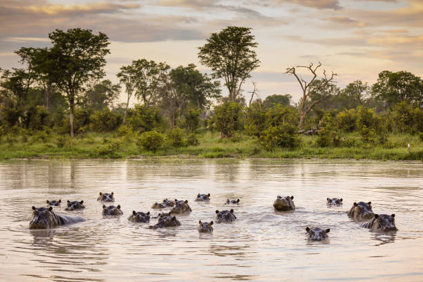 famiglia di ippopotami - delta dellokavango foto e immagini stock