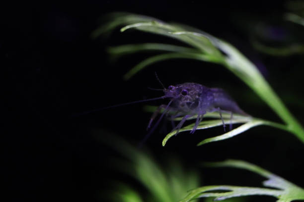 istock Marble crayfish baby on a branch of algae. 1384619285