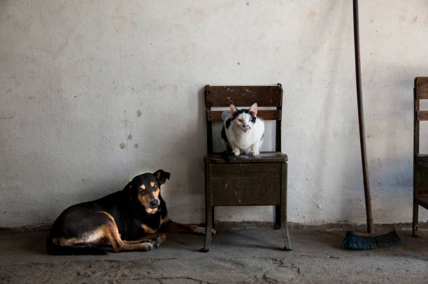 Dog and cat pose for a photo in Havana, Cuba. stock photo