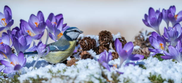 Blue tit among crocuses in the snow stock photo