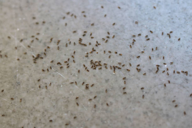istock Group of Small Black ant on floor 1384620704