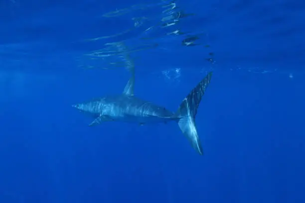 shortfin mako shark, Isurus oxyrinchus, off Cape Point, South Africa