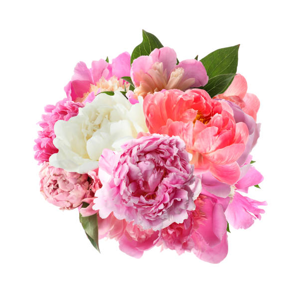 istock Beautiful peony flower bouquet on white background 1384621769
