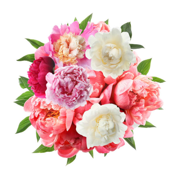 istock Beautiful peony flower bouquet on white background 1384621779