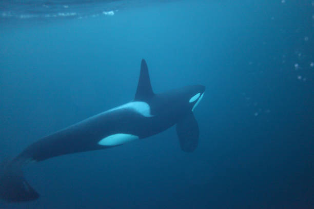orca or killer whale, Orcinus orca, Andenes, Norway