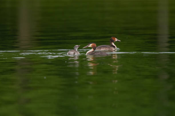 Family of great crested grebe on a pond in France