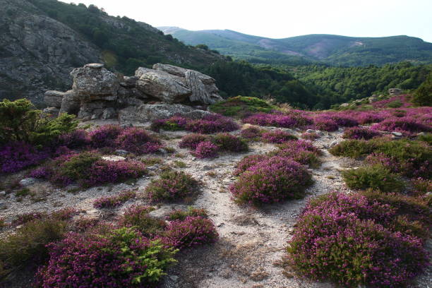 istock Heather and rocks on the Caroux 1384625412