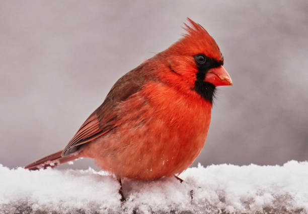 istock Northern Cardinal on the deck in the snow 1384625581