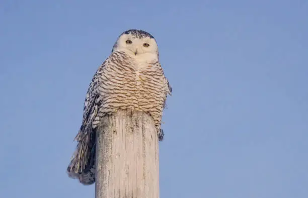 Snowy owl standing on a wood pole in Toronto, Ontario, Canada