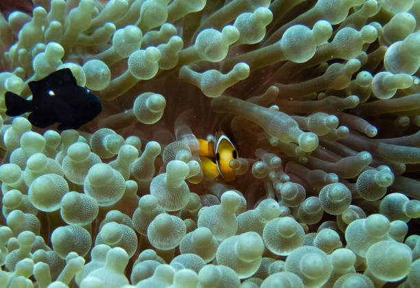 istock Clownfish and sea anemone 1384625976