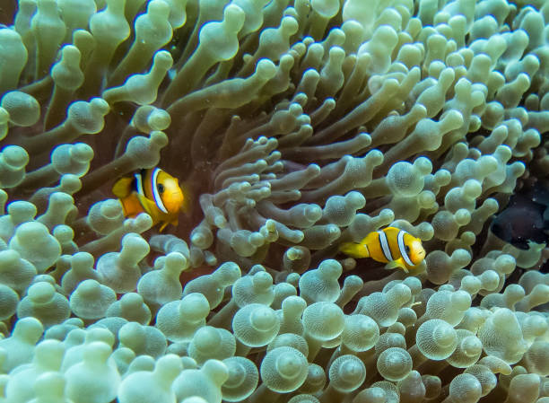 istock Clownfish and sea anemone 1384625981