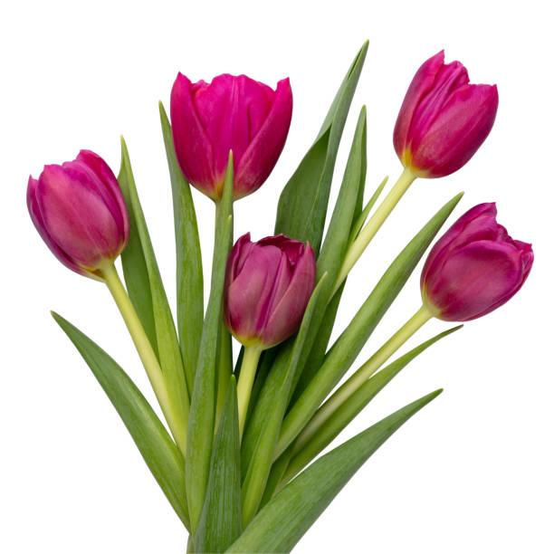 istock Lilac tulip flower on whitebackground. 1384625993
