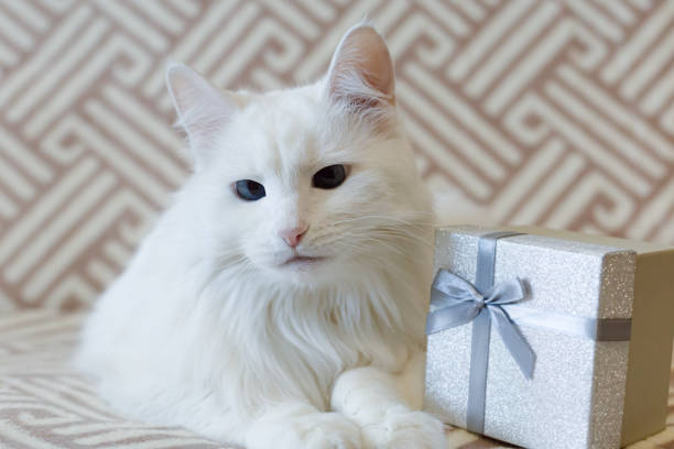 istock A white fluffy purebred cat and a gift box. Close-up. Pets 1384627321