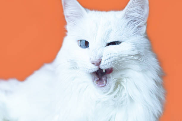 istock Smiling white fluffy purebred cat on an orange background. Pets. Close-up 1384627342