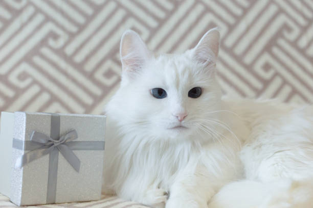 istock A white fluffy purebred cat and a gift box. Close-up. Pets 1384627344
