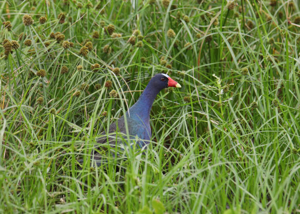 istock Purple Gallinule (porphrio martinicus) standing in tall grass 1384629232