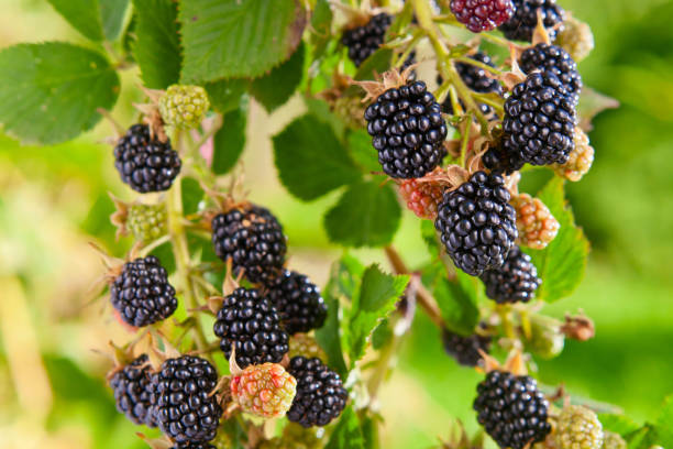 istock Blackberries on a branch in garden. 1384634245