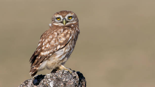 istock little owl look to me 1384635030