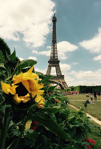 A beautiful sunflower frames a photo of the Eiffel Tower