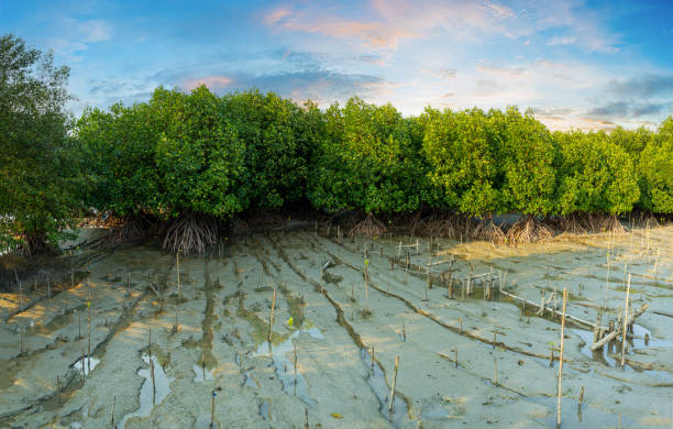istock mangrove forest,Mangrove forest topical rainforest for background design Thailand 1384637382