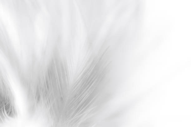 istock white macro feathers,White feather texture background, free space to add text or baby products and more. 1384637398