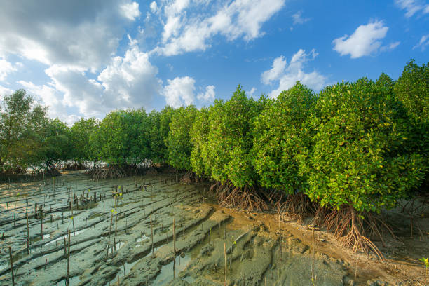istock mangrove forest,Mangrove forest topical rainforest for background design Thailand 1384637427