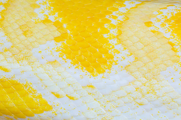 istock macro yellow snake scale texture,close up view of golden python (Python bivittatus) skin texture,Scales of a golden python ,Texture. The skin of a live yellow snake with white stripes. Gold reticulated python 1384637493
