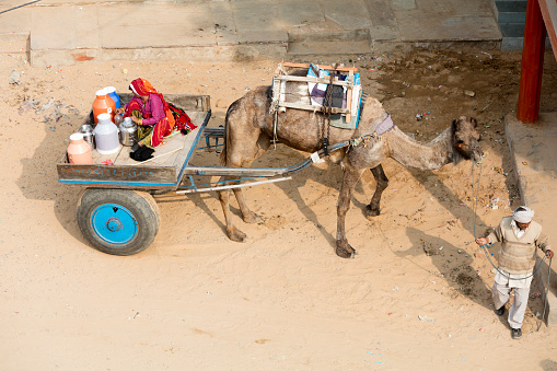 Alsisar, Indien - April 7, 2020: Street scene in in Alsisar, Rajasthan. Senior couple driving with camel and trailer in the city, they transporting various goods.