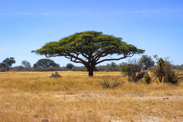 дерево акации в африканской саванне, хванге - hwange national park стоковые фото и изображения