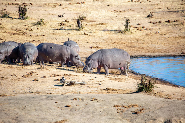 istock herd of hippo at watering hole, Hwange 1384641257