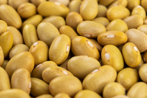 Raw Canary (peruvian) yellow beans. Dry peruano legumes
