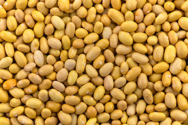 istock Raw peruvian (Canary) yellow beans. Uncooked peruano legumes. Food background 1384641282