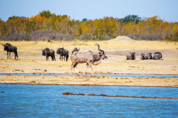 greater kudu buck antelope and wildebeest at watering hole. nyamandlovu pan, hwange national park, zimbabwe africa - hwange national park imagens e fotografias de stock