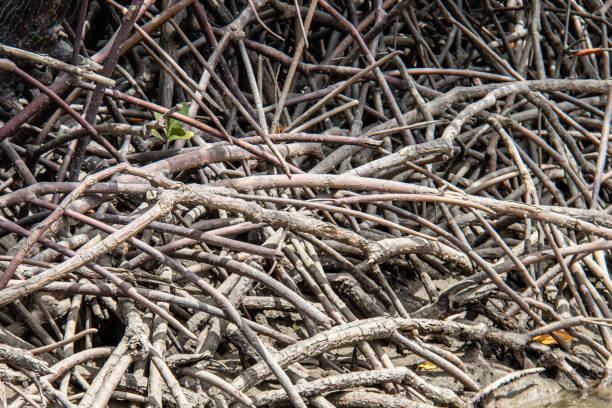 istock Mangrove roots at Koh Lanta - Thailand 1384642894