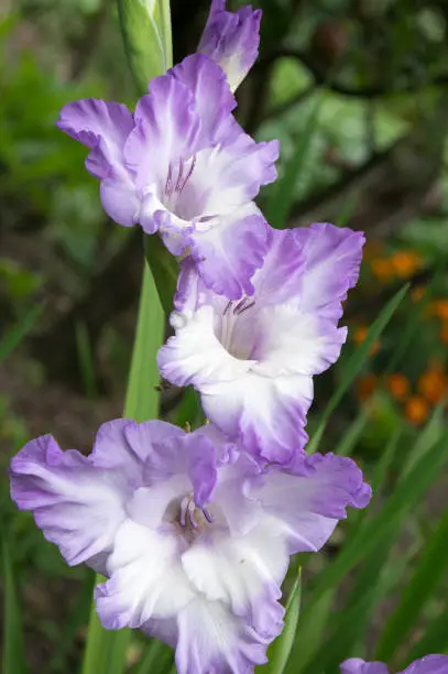 Gladiolus grandiflorus white purple violet big large flowers in bloom on tall stem, beautiful ornamental flowering bulbous plants