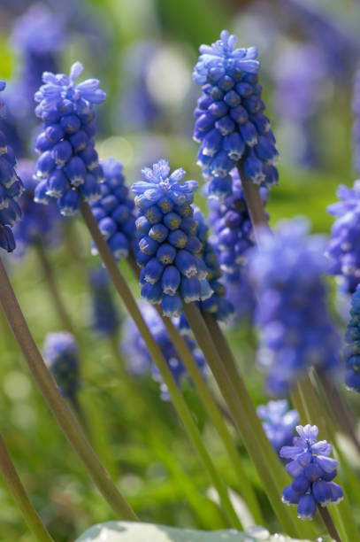 Muscari armeniacum ornamental springtime flowers in bloom, Armenian grape hyacinth flowering blue plants in the garden Muscari armeniacum ornamental springtime flowers in bloom, Armenian grape hyacinth flowering blue plants in the garden and green leaves bluebell photos stock pictures, royalty-free photos & images