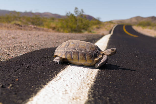 istock Desert Tortoise Crossing 1384645381