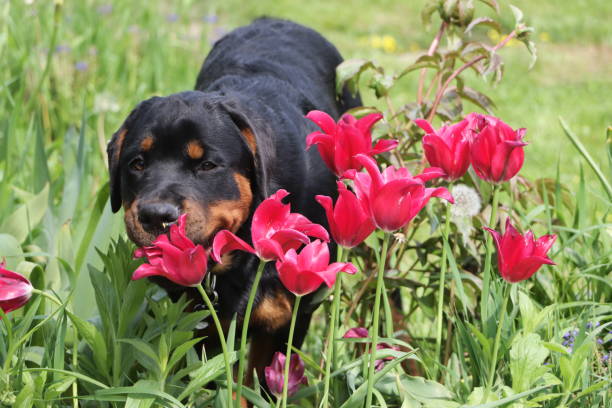 Puppies playing in the tulip garden