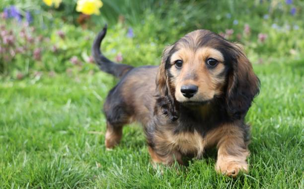 cucciolo di bassotto in miniatura a pelo lungo - dachshund foto e immagini stock