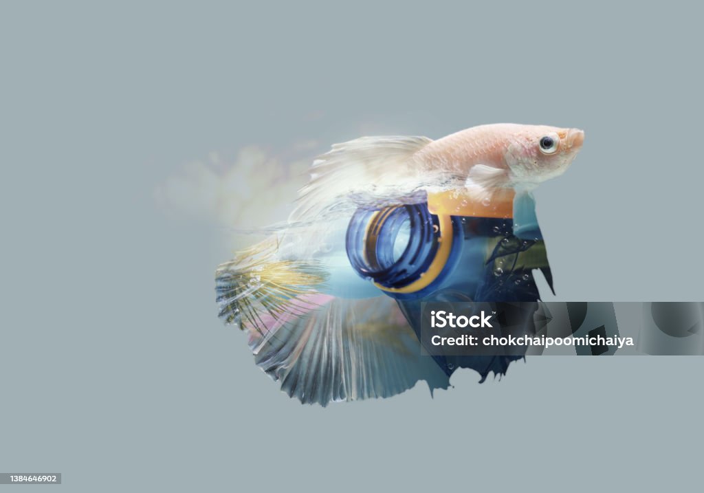 Creative double exposure of bear (toy model) with used  plastic bags,arid landscape. Creative double exposure of Siamese fighting fish with used plastic bottle caps in  water.Concept background for environmentalism and plastic awareness. Multiple Exposure Stock Photo