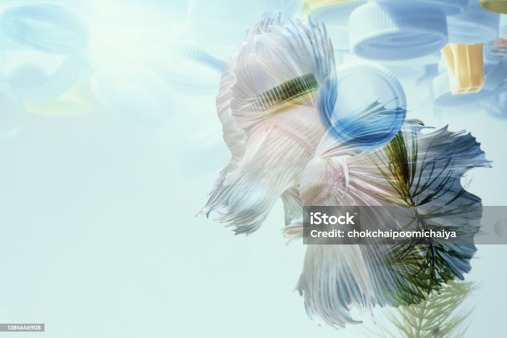 Creative double exposure of bear (toy model) with used  plastic bags,arid landscape. Creative double exposure of Siamese fighting fish with used plastic bottle caps in  water.Concept background for environmentalism and plastic awareness. Imagination Stock Photo