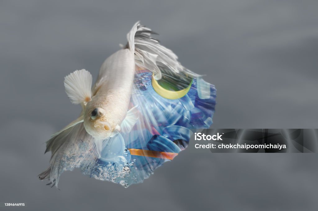 Creative double exposure of bear (toy model) with used  plastic bags,arid landscape. Creative double exposure of Siamese fighting fish with used plastic bottle caps in  water.Concept background for environmentalism and plastic awareness. Art Stock Photo