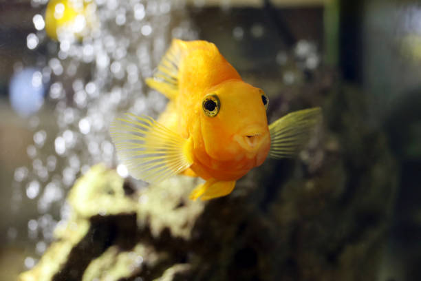 istock Goldfish swimming in aquarium water 1384646942